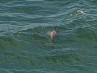 First recorded sighting of bottlenose dolphin in Somerset's waters