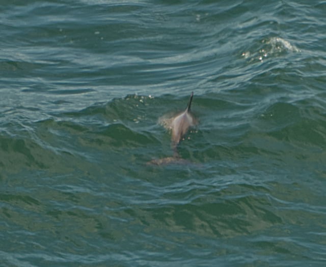 First recorded sighting of bottlenose dolphin in Somerset's waters
