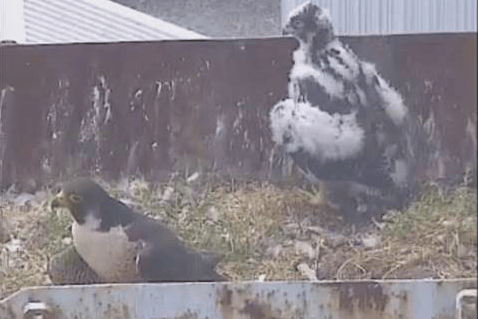 Peregrine falcons breeding at Hinkley Point B nuclear power station.