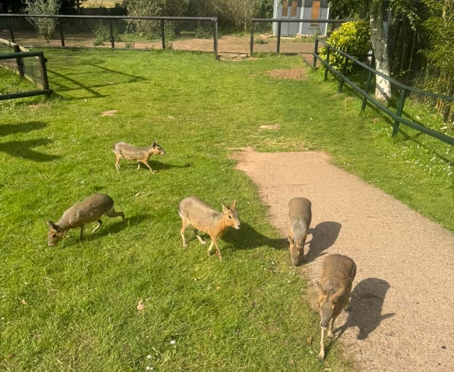 Zoo animals replacing lawnmowers