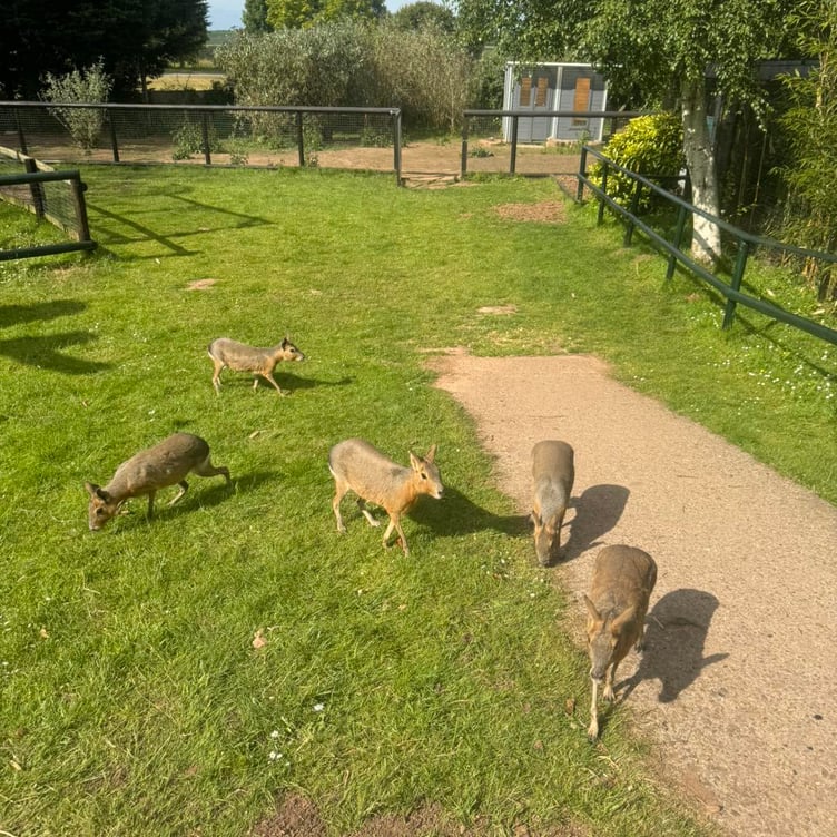 Some of the maras in Tropiquaria Zoo which are now being allowed to roam the grounds after closing time.