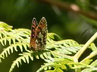 Rare butterfly found on Exmoor