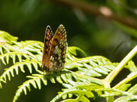 Rare butterfly found on Exmoor