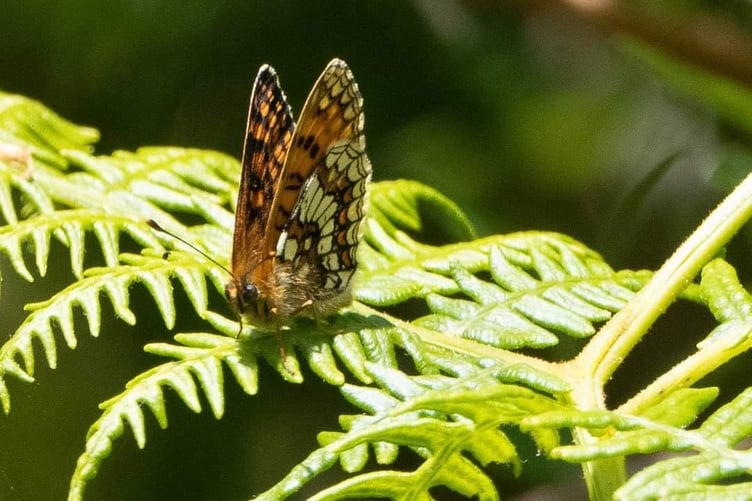 The rare heath fritillary butterfly, which has been seen in a new location on Exmoor.