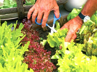Good Gardening by Philip Greenfield – Now's time to cut and come again