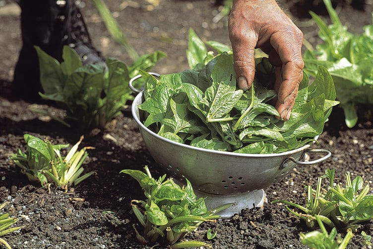 Spinach roots left to provide an ongoing crop.