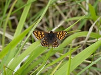 Nature Diary: Here's where to enjoy a flutter on Exmoor