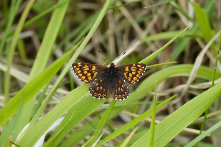 A heath fritillary butterfly (Photo: Brian Coulson)