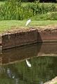 A friendly Egret at Oake Manor Golf Club