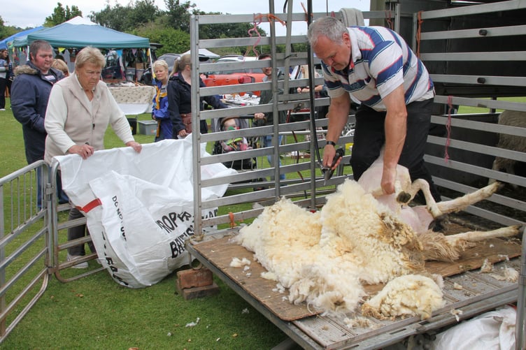 Julian Brandfield demonstrates the art of sheep shearing at Carhampton's annual fete.