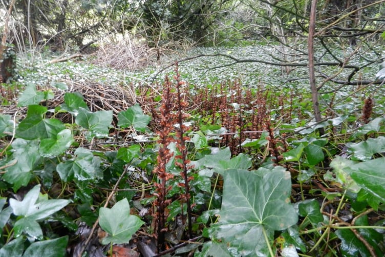 Ivy broomrape has been reported in Wootton Courtenay's churchyard.