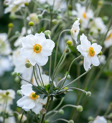 Japanese anenomes (Photo: Sarah Raven)