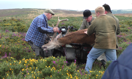 The stag is hauled on to a quad bike by Quantock Staghounds members after being despatched. 