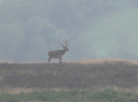 Masked saboteurs target staghounds