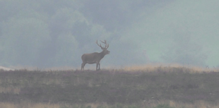 Masked saboteurs target staghounds