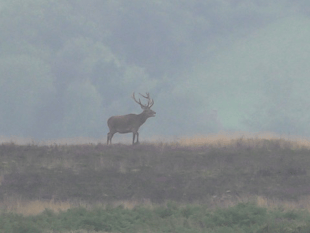 Masked saboteurs target staghounds
