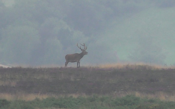 A stag which was eventually killed by the Quantock Staghounds first meet of the season this week.