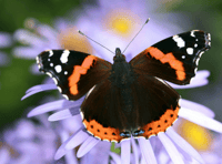 Village hosting butterfly and moths walk and talk