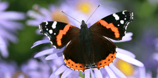 Village hosting butterfly and moths walk and talk