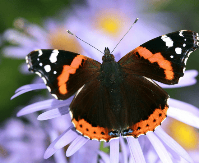 Village hosting butterfly and moths walk and talk