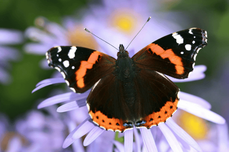 A red admiral butterfly.