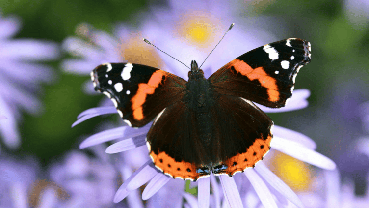 A red admiral butterfly.