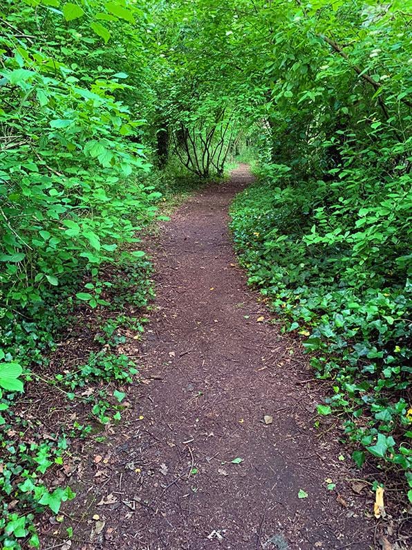 Stowey Green Spaces organises litter picks of walks such as this in Bypass Wood.