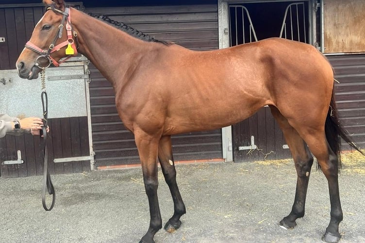 African Lady - looking for an owner