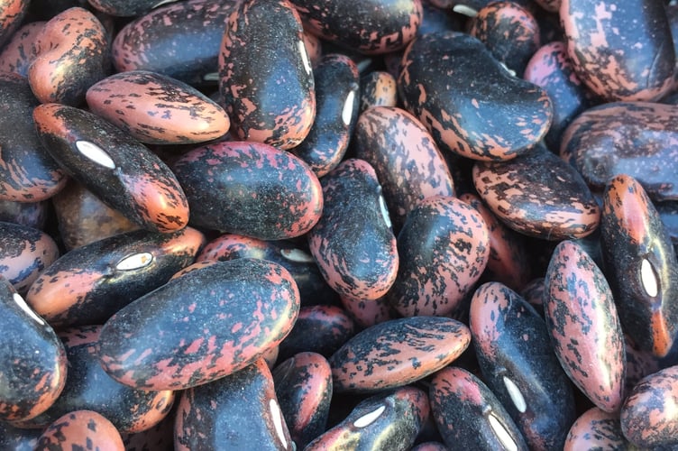 Runner bean seeds