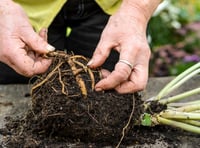 Here's the secret to getting free plants, by Philip Greenfield