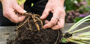 Here's the secret to getting free plants, by Philip Greenfield