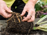 Here's the secret to getting free plants, by Philip Greenfield