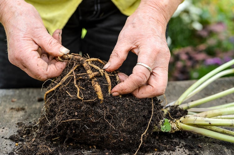 Preparing to take root cuttings (Photo: Gardeners' World)