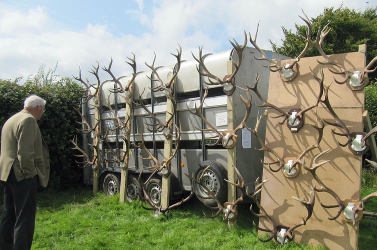 The Winning Wild Red Deer Antlers