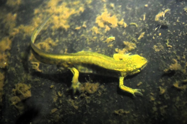 A palmate newt in the pond (Barry: Hitchcock)
