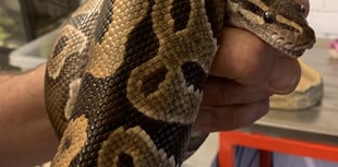 West Somerset zoo staff rescue two abandoned pythons