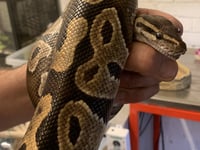 West Somerset zoo staff rescue two abandoned pythons