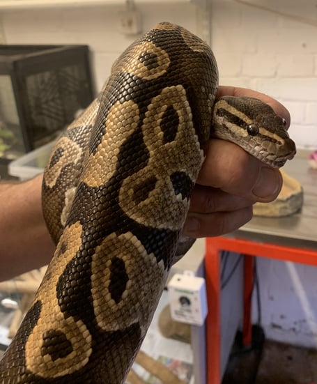 An abandoned royal python snake now being cared for in West Somerset's Tropiquaria Zoo.