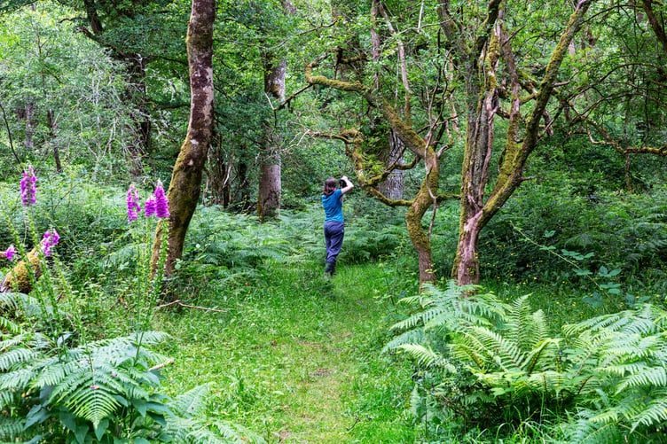 Elizabeth Woodger taking photographs in Horner Wood, near Porlock,for her project 'Arborea', which will be on show in Minehead Library during Somerset Art Weeks.