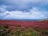 Patient treatment plans to include “connection with nature”