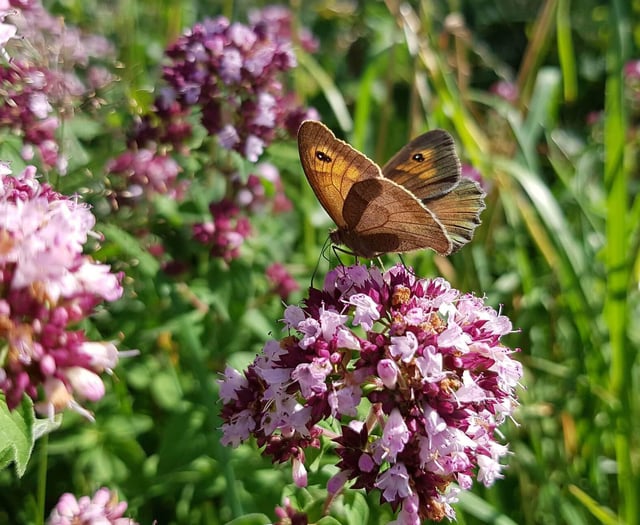 Time to plan a flutter in the garden...