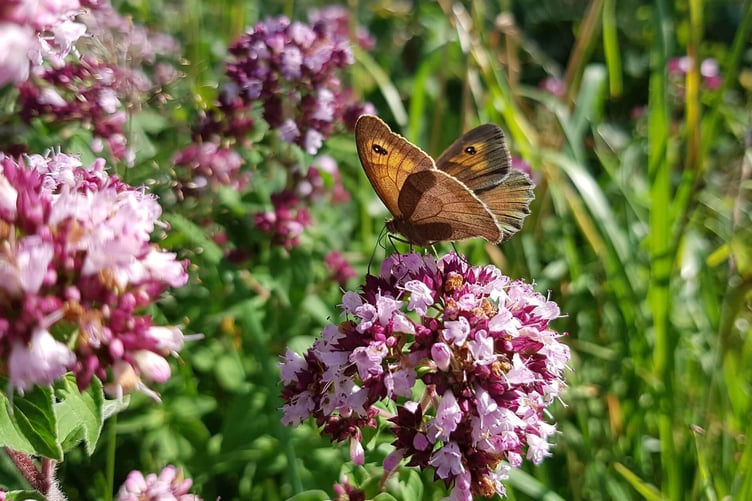 Sitting pretty on wild marjoram Photo Pure Seeds