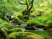 Atlantic rainforest could be created on West Somerset coast