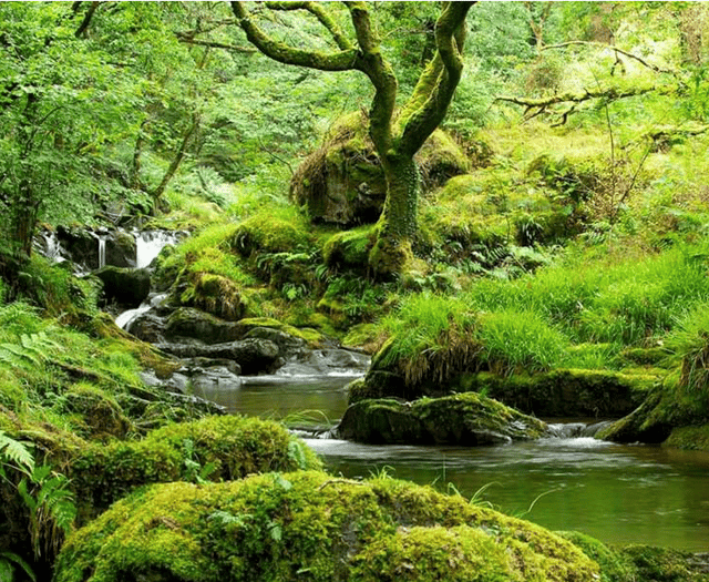 Atlantic rainforest could be created on West Somerset coast