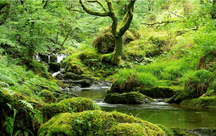 New temperate rainforest like this could be created on Exmoor.