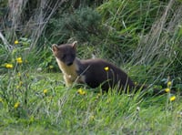 Drop-in sessions to explain pine marten release plans