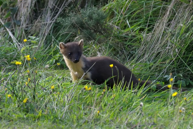 Secret pine martens release is a success