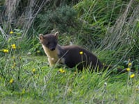 How wildlife can boost trade for businesses