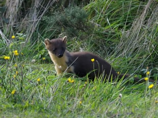 Drop-in sessions to explain pine marten release plans