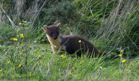 How wildlife can boost trade for businesses